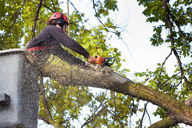 Whiteman Af, MO Tree Services Company